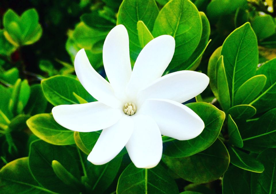 Mono De Tahiti Une Embellie Pour L huile Embl matique Polyn sienne Mono De Tahiti Une Embellie Pour L huile Embl matique Polyn sienne