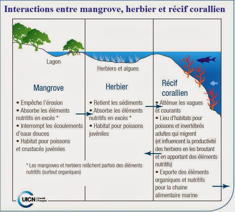 http://outremers360.com/wp-media/uploads/2017/08/ZonesHumidesIUCNInteractionMangroveherbierR%C3%A9cifCorallienecosyst%C3%A8mesmarinstropicaux.jpg