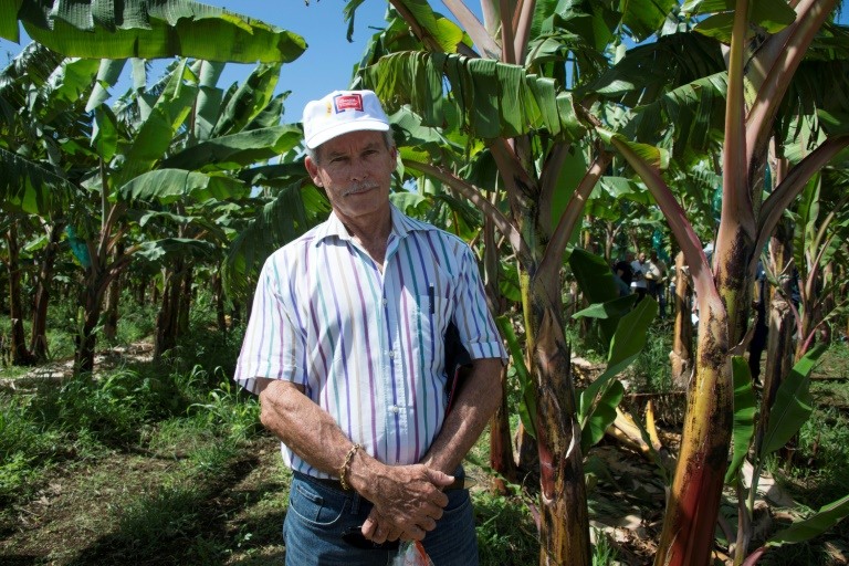 Francis Lignieres, président des producteurs de bananes en Guadeloupe, dans l'exploitation de la SCA Blondinière à Capesterre Belle-Eau, (Guadeloupe), le 10 avril 2018 ©Hélène Valenzuela / AFP