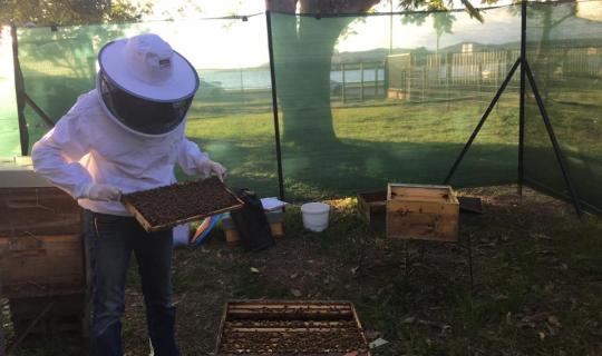 © FB/Centre de Promotion de l'Apiculture - Nouvelle-Caledonie