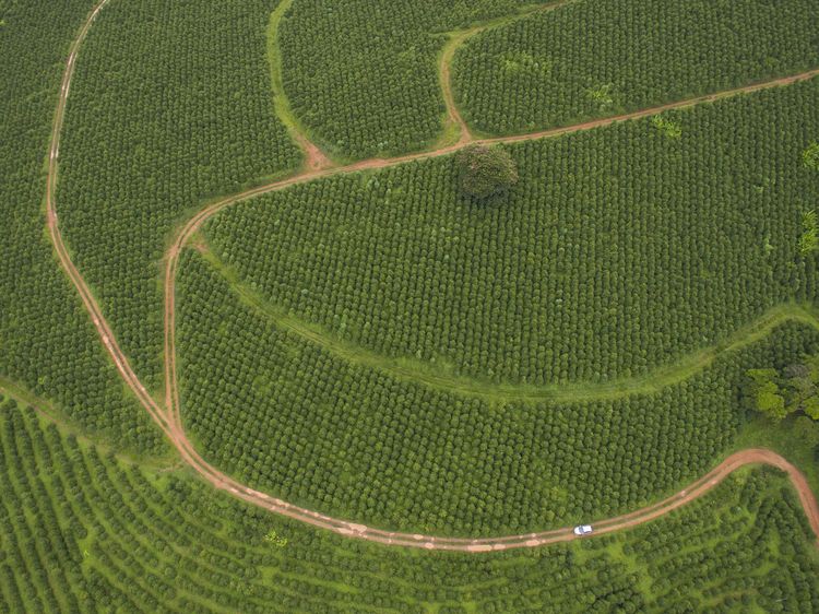 Plantations de café en plein soleil au Brésil ©Getty Images 