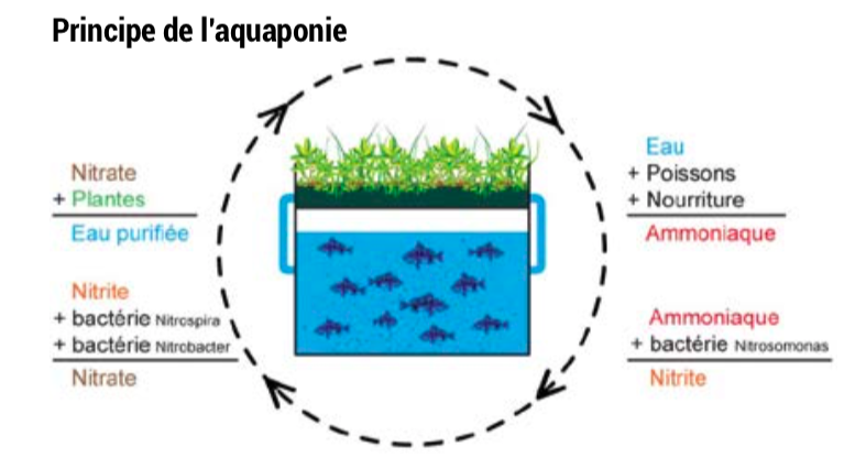 Le marché de l'hydroponie en pleine croissance au Fenua - La