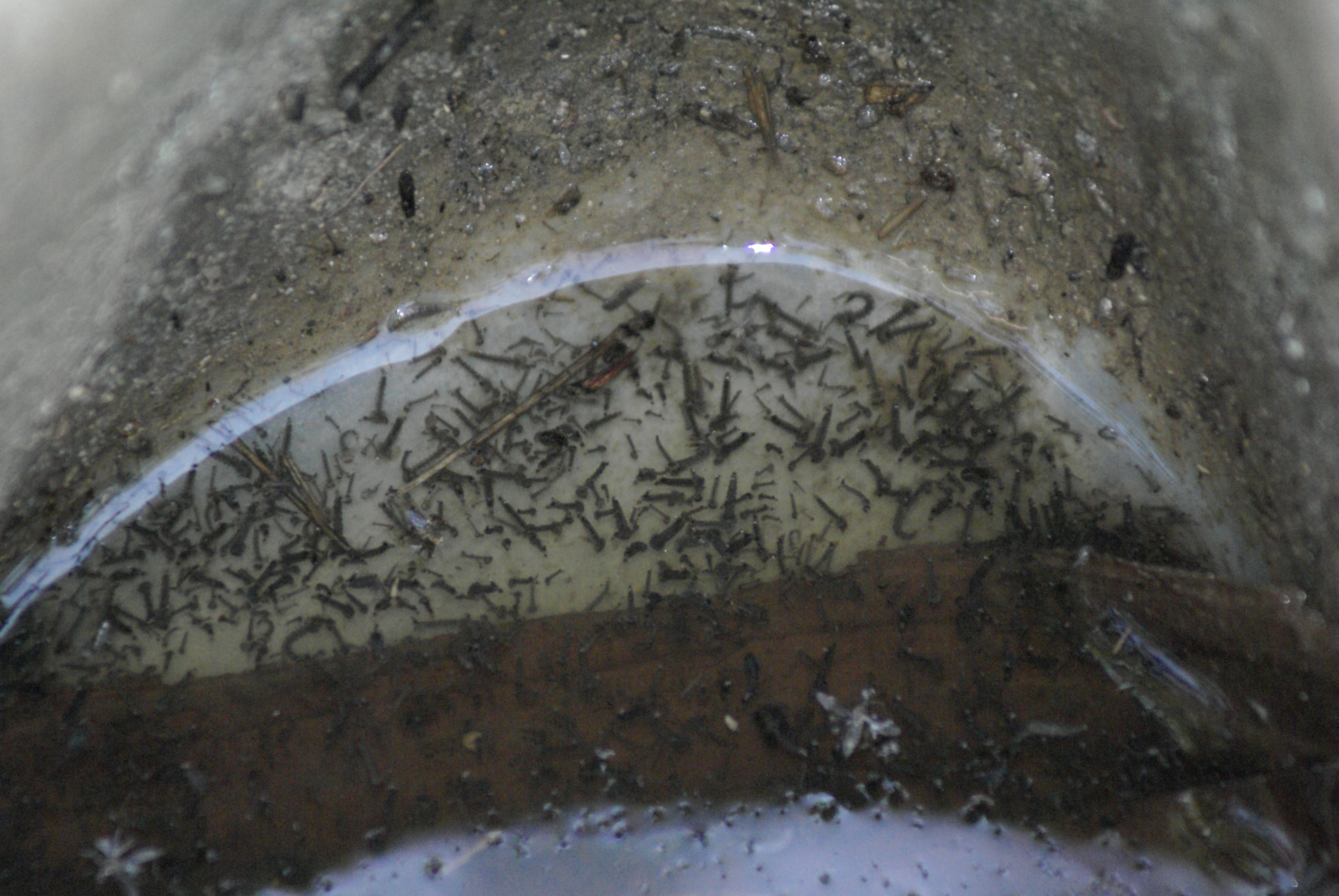 Un gîte larvaire, bête noire des autorités sanitaires ©OMS