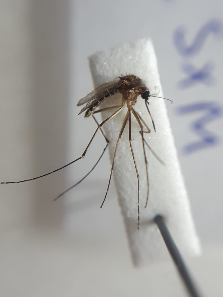 Le moustique noir du marais salé, Aedes taeniorhynchus, enregistré pour la première fois à Sint Maarten ©Jordy van der Beek