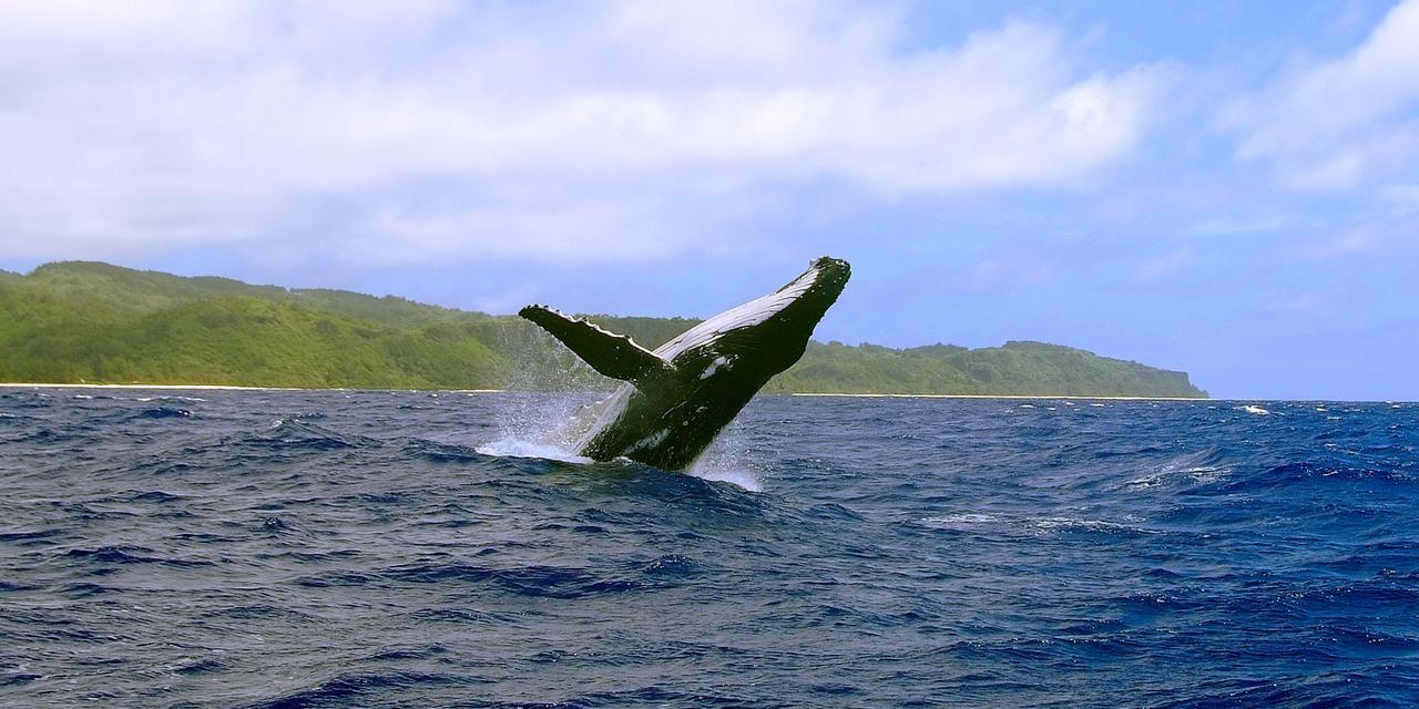 Les îles Australes sont la première escale des baleines remontant dans les eaux chaudes durant l'hiver austral ©Tahiti Tourisme / Gilles Di Raimondo