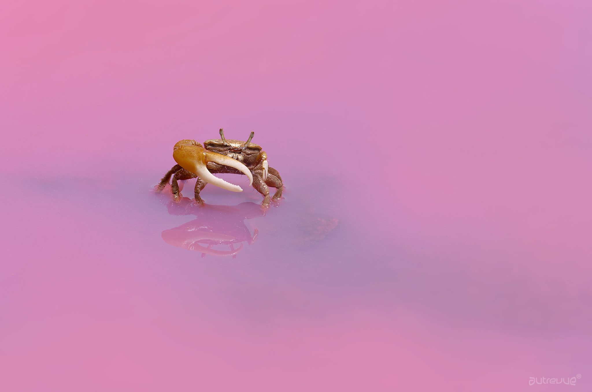 Crabe violoniste dans la "mangrose" ©Laurent Juhel