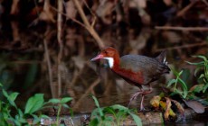 mayotte rencontre