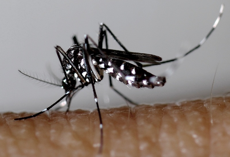 L&rsquo;épidémie de dengue progresse dans le sud de la Martinique