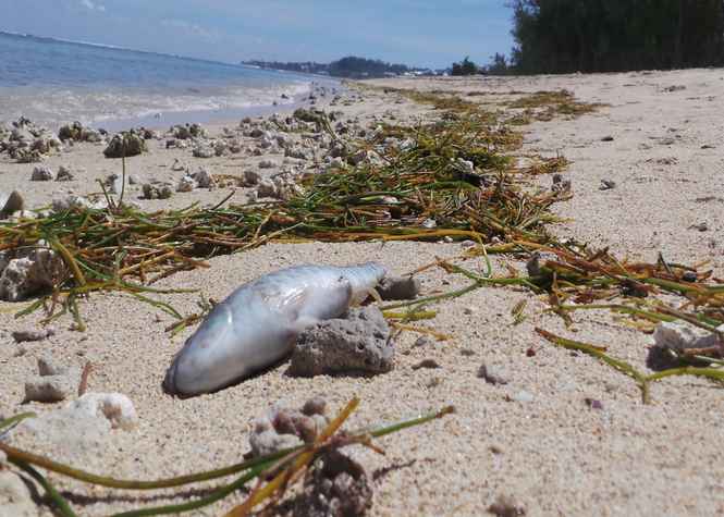 Biodiversité : La mortalité massive des poissons inquiète l&rsquo;île de la Réunion
