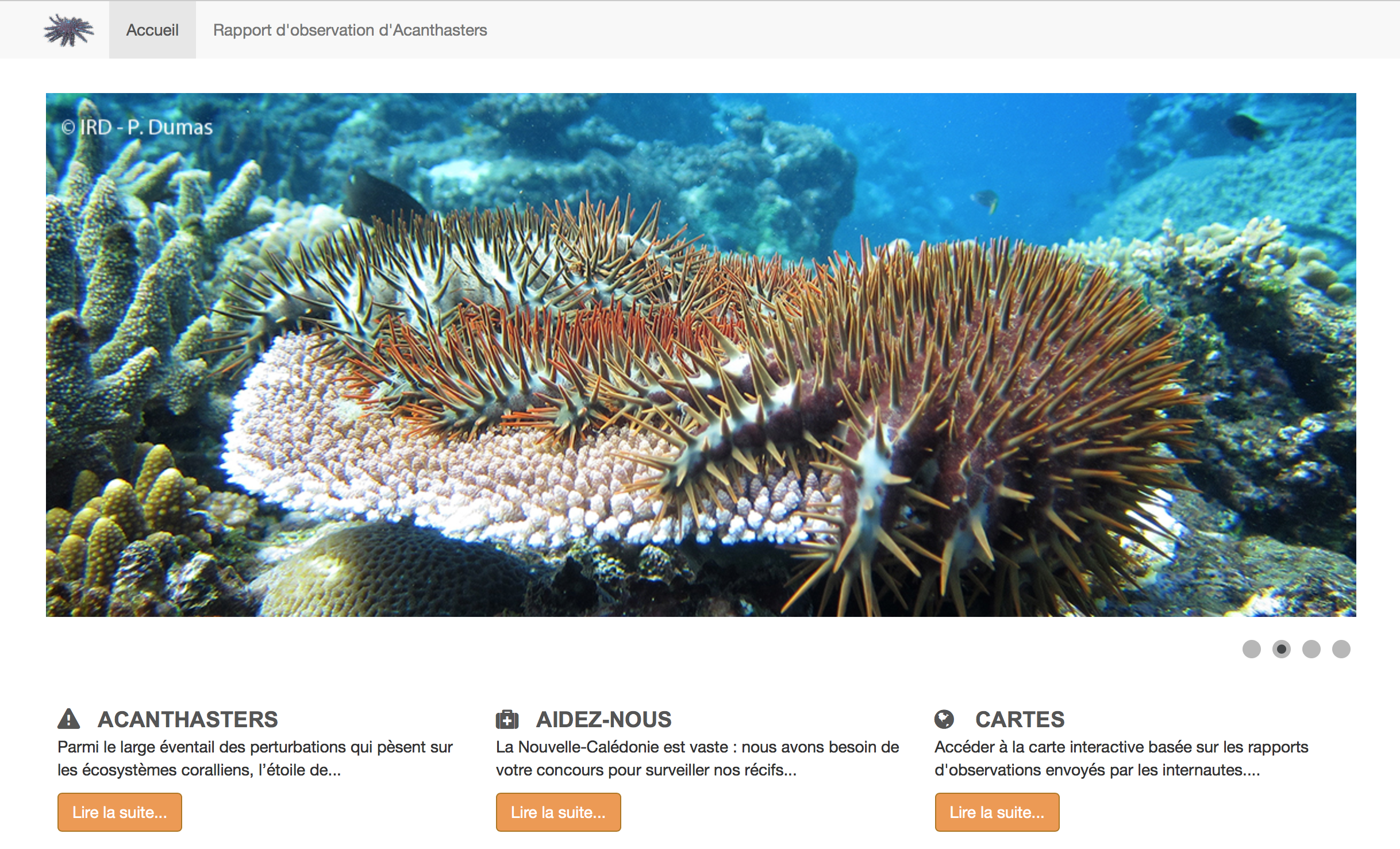 Biodiversité : Oreanet, un site pour étudier l&rsquo;acanthaster, une étoile de mer mangeuse de corail