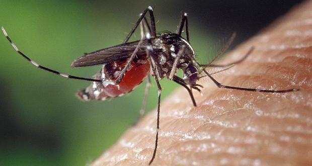 Polynésie française: Porte d&rsquo;entrée potentielle de Zika pour le reste du monde