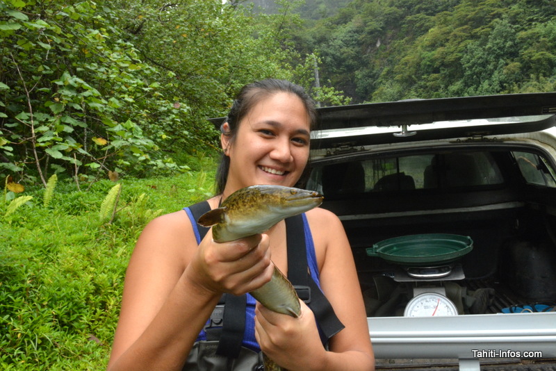 Biodiversité : Les anguilles de Tahiti à la loupe