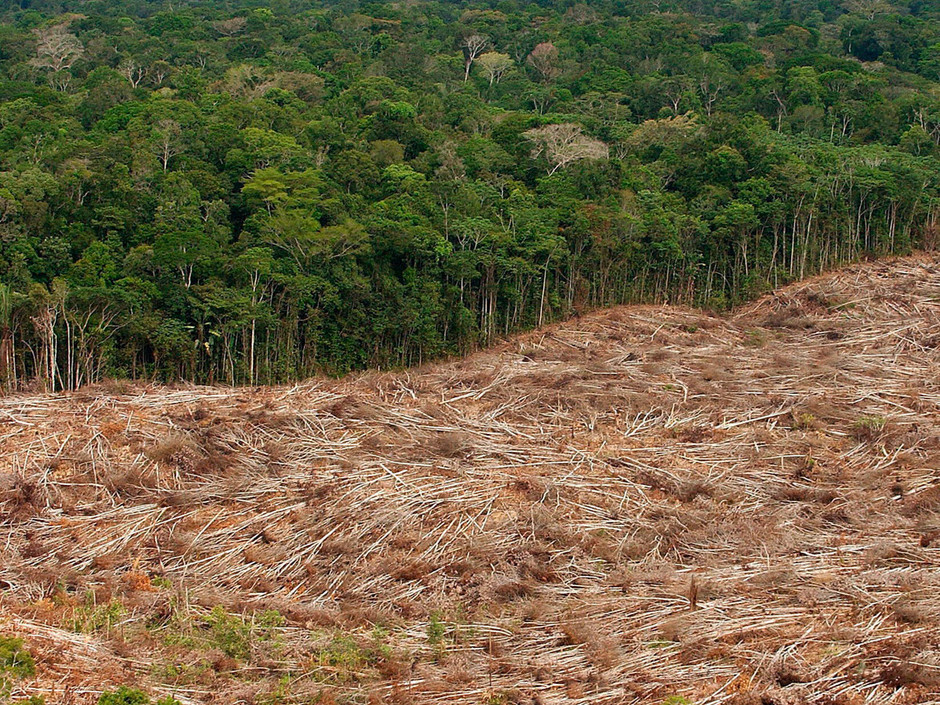 COP 21 : Plus d&rsquo;un tiers des essences amazoniennes menacées par la déforestation