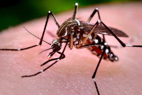 Dengue à la Réunion: 1388 cas confirmés depuis le début de l&rsquo;année