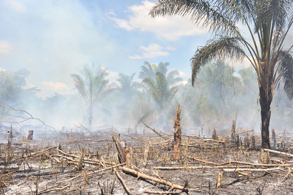 COP 21 : La forêt amazonienne en grand danger