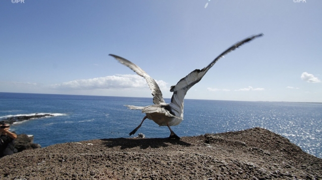 Biodiversité : Les pétrels de La Réunion suivis de très près