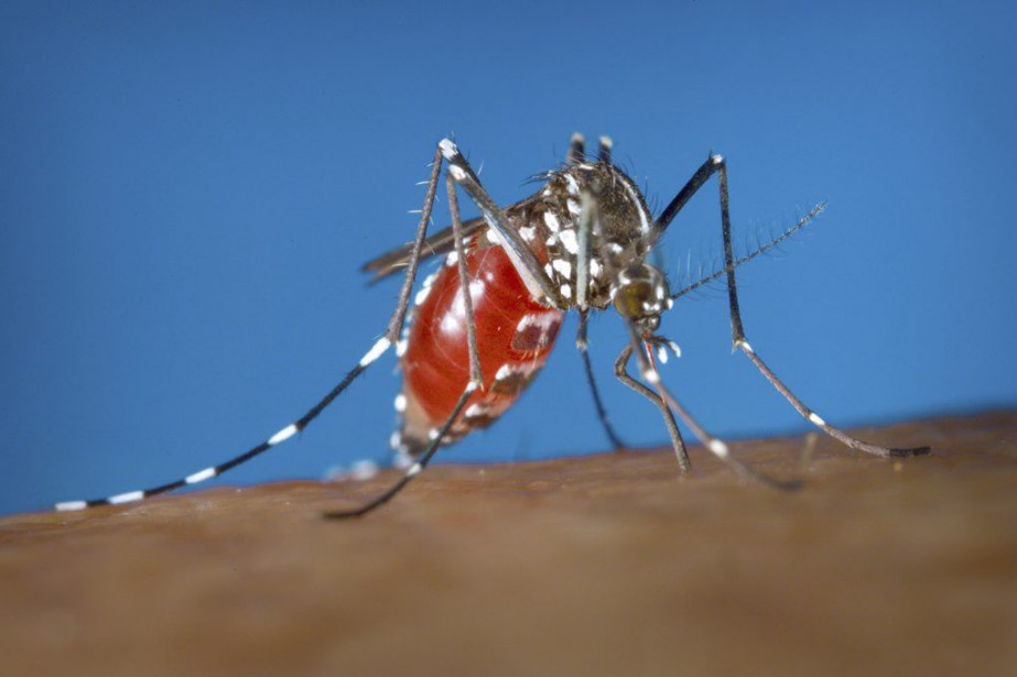 Zika : Le Brésil finance un vaccin