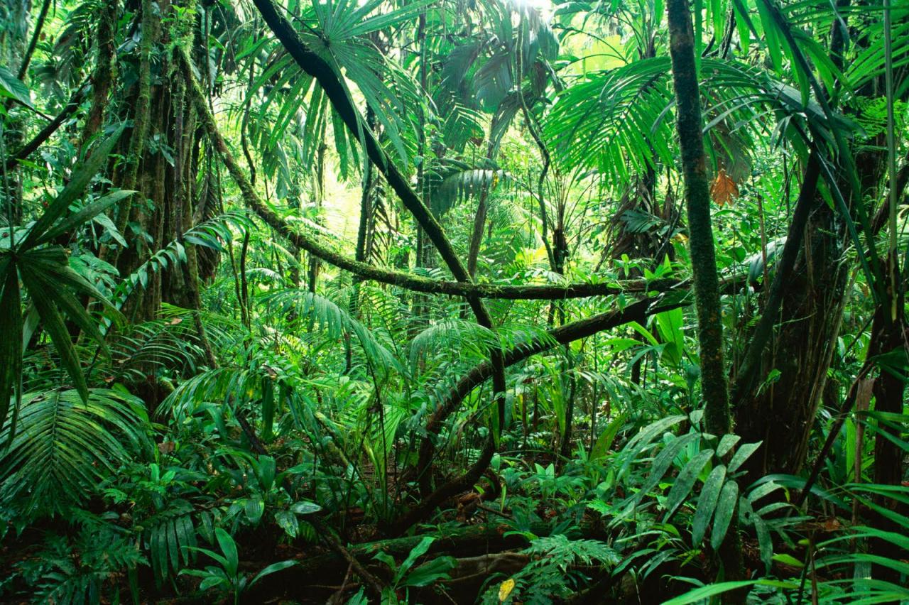 Biodiversité: L&rsquo;Agence régionale de la Biodiversité de Guyane est installée