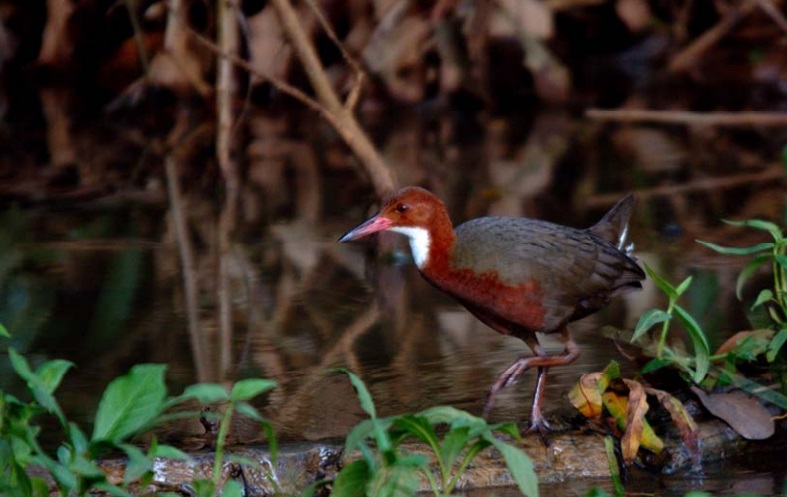 Biodiversité : A la rencontre du Râle de Cuvier à Mayotte