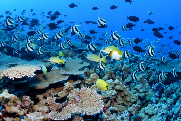 Biodiversité : &laquo;&nbsp;Les aires marines protégées, insuffisantes pour protéger le patrimoine génétique des coraux&nbsp;&raquo;