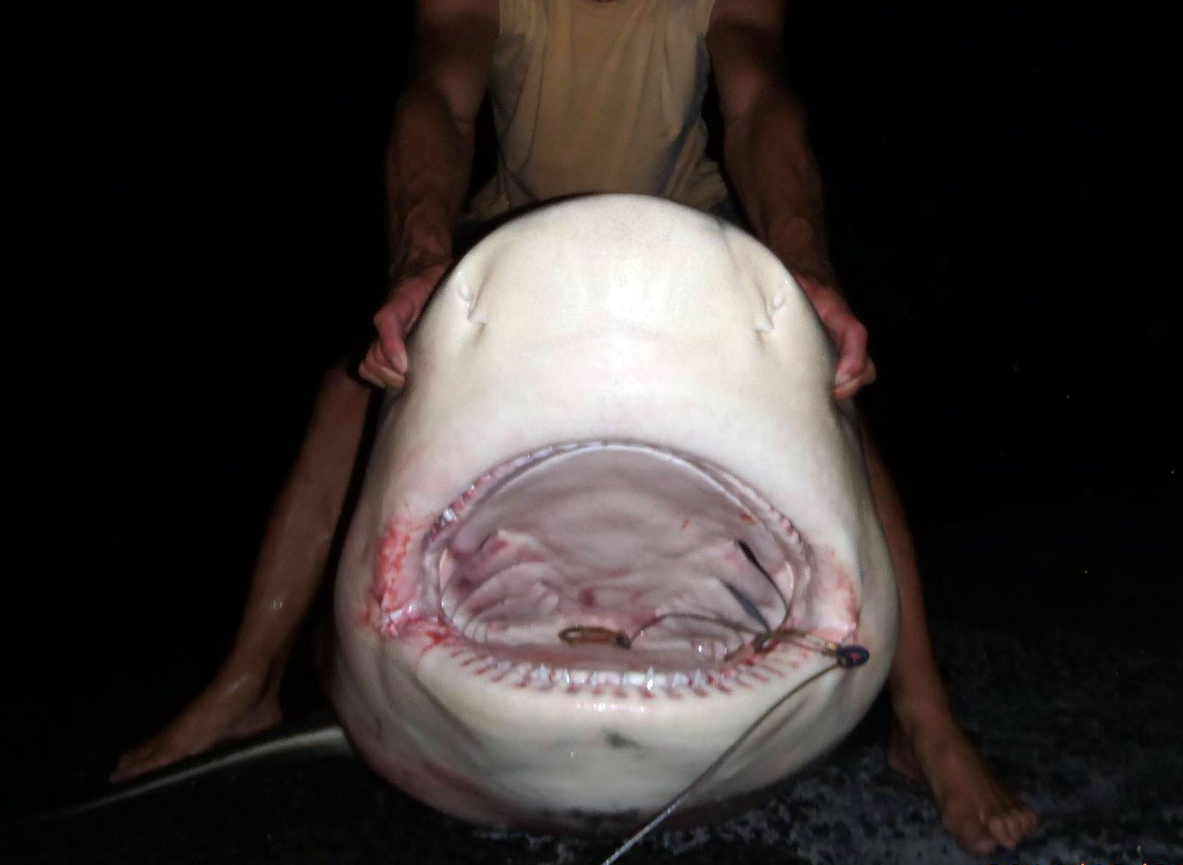Crise Requins : Deux requins bouledogues capturés à Étang-Salé