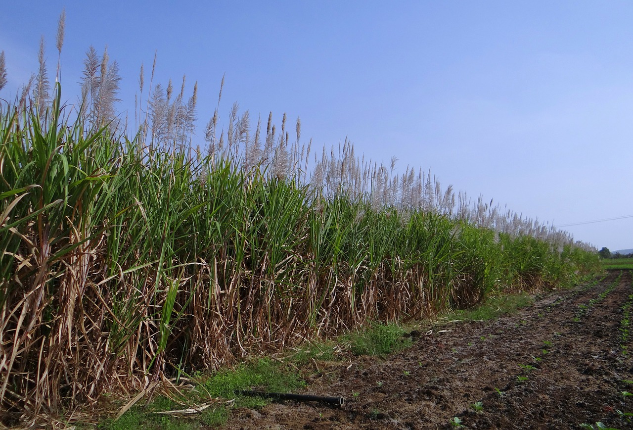 Crise du sucre : Le dilemne du choix du sucre ou de la bagasse à la Réunion