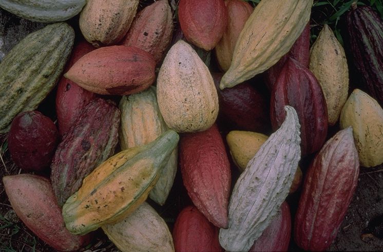 Biodiversité : Le Cirad étoffe sa collection de cacaoyers de Guyane, résistants aux maladies