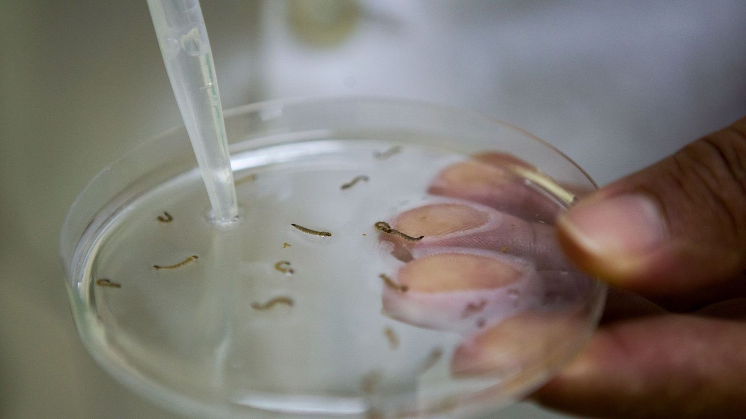 Zika : Poissons et crapauds, armes de lutte contre le moustique responsable du virus