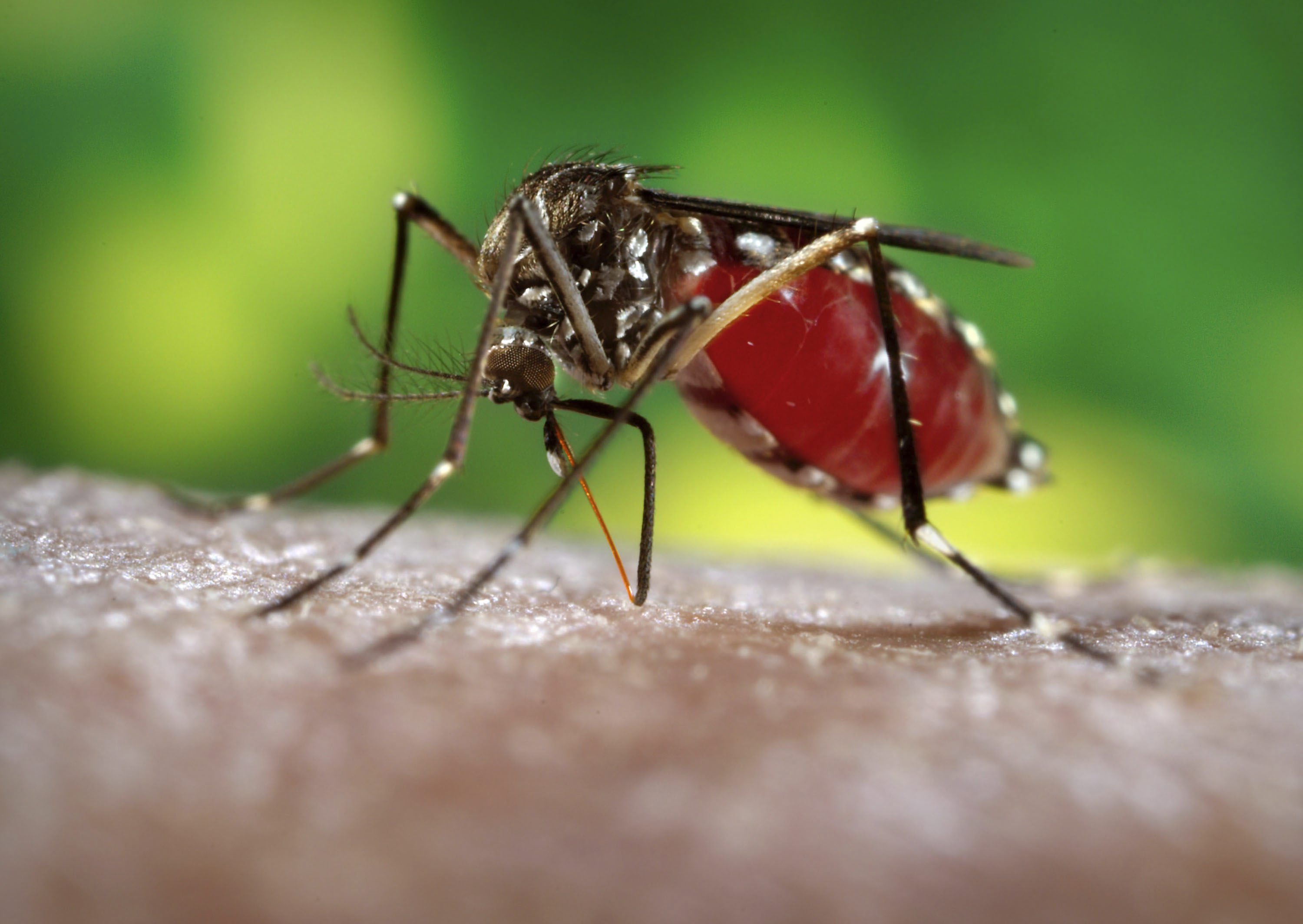 Nouvelle-Calédonie: Premier décès dû à la dengue depuis 2013