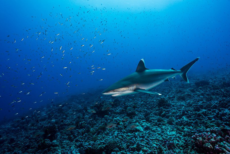 Biodiversité: Sint Marteen et les îles Caïmans créent un sanctuaire pour les requins