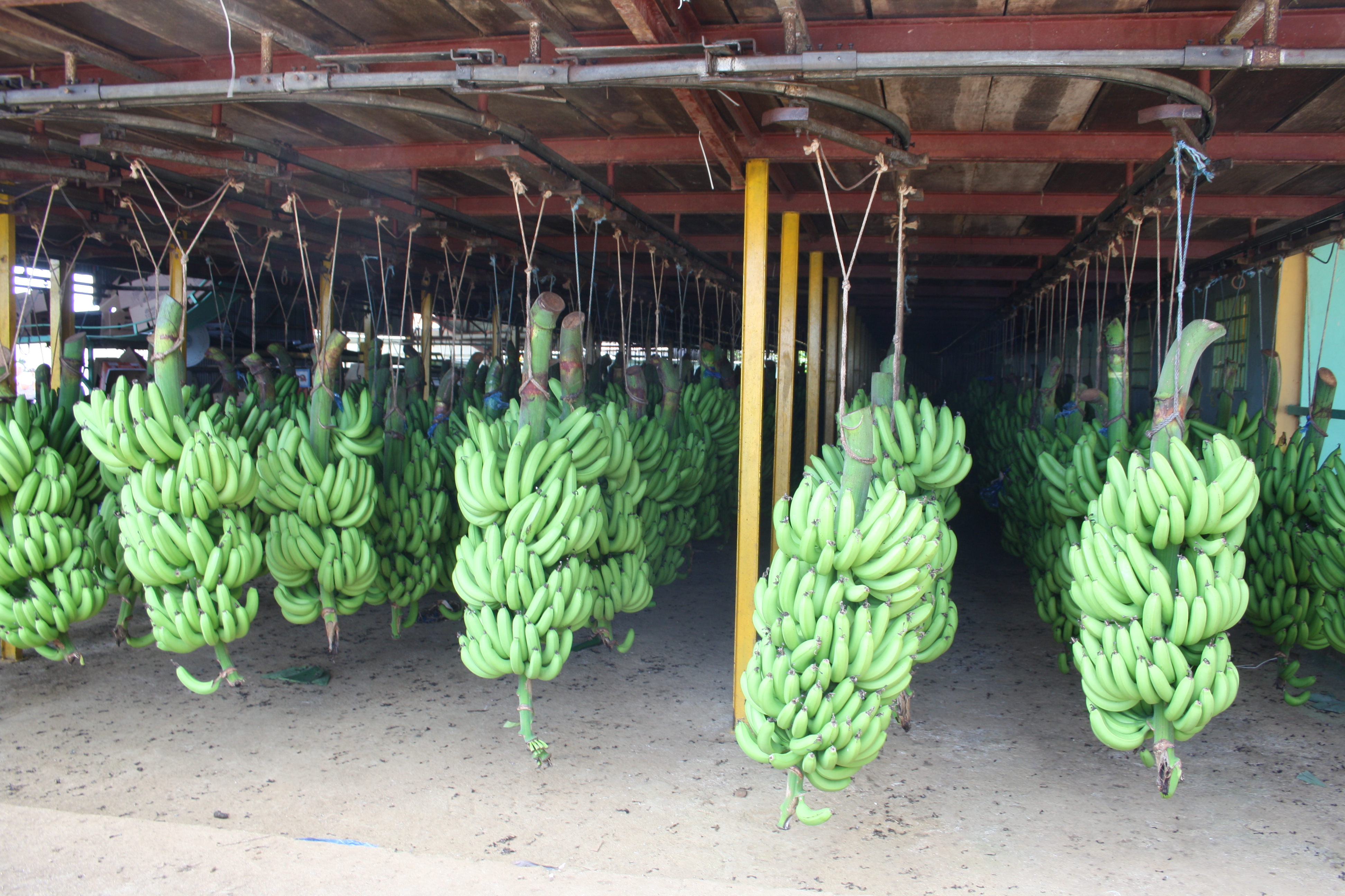 Filière Banane : La Région Guadeloupe et les producteurs ensemble pour renforcer le secteur
