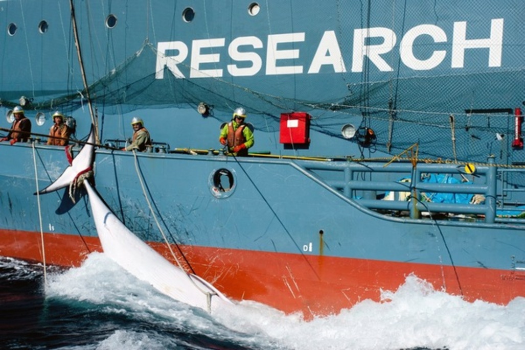 Chasse à la baleine : « Un crime international »