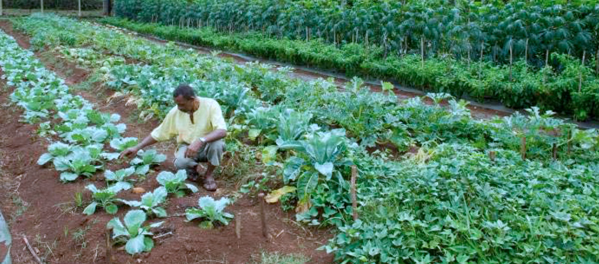 Mayotte : Plus de la moitié des exploitations agricoles sans titre