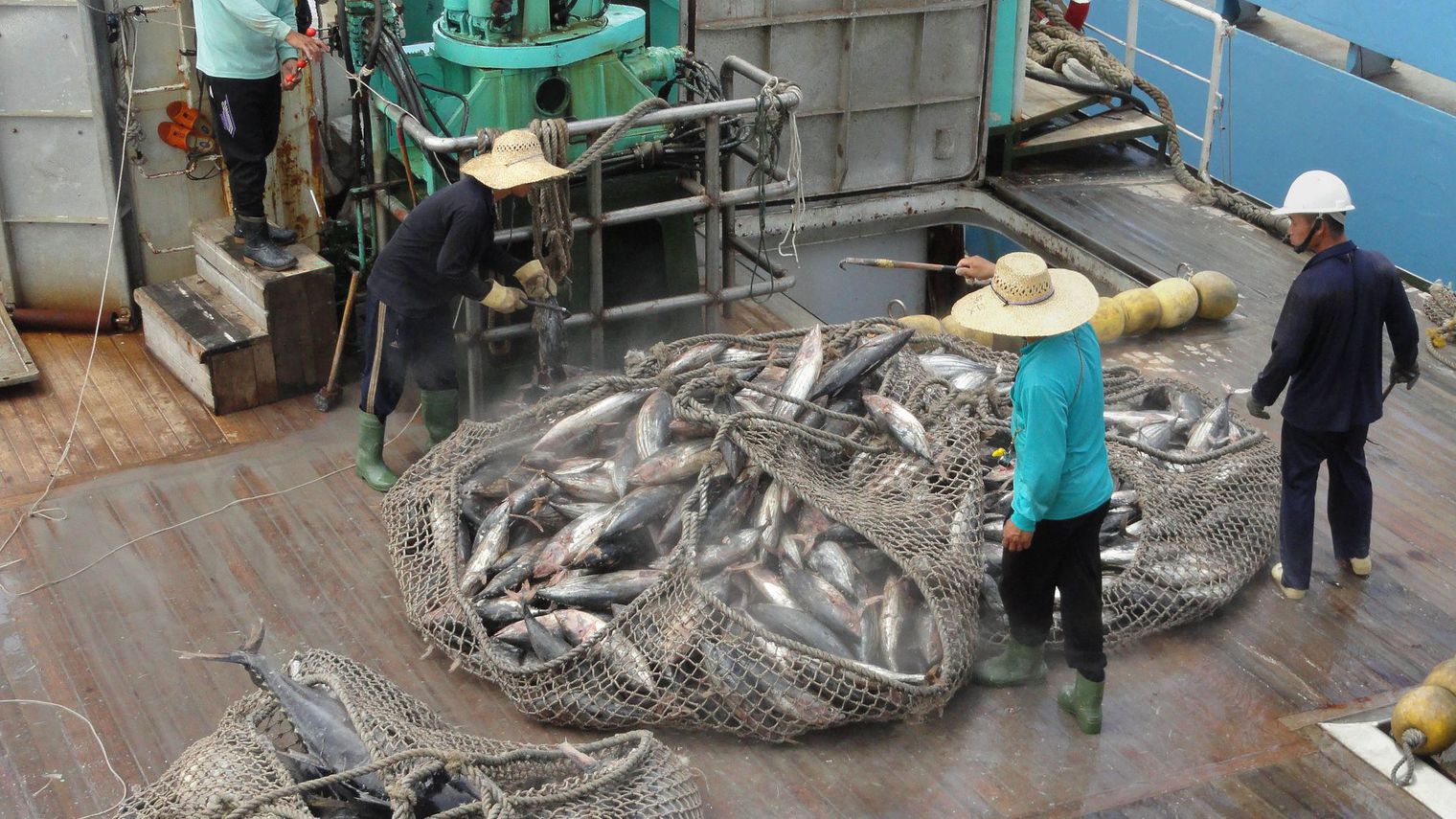 Pêche illégale au thon : Le Pacifique menacé