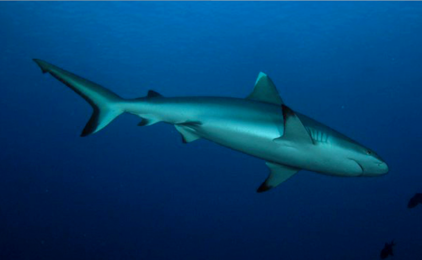 Polynésie française : Deux pêcheurs attaqués par un requin