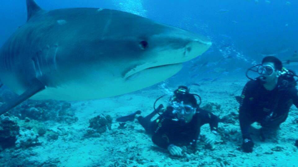 Shark Week : Une série de documentaires dédiée aux requins