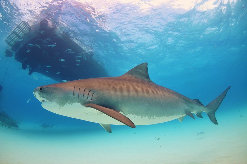 A Poé en Nouvelle-Calédonie, la peur du requin effraie les touristes