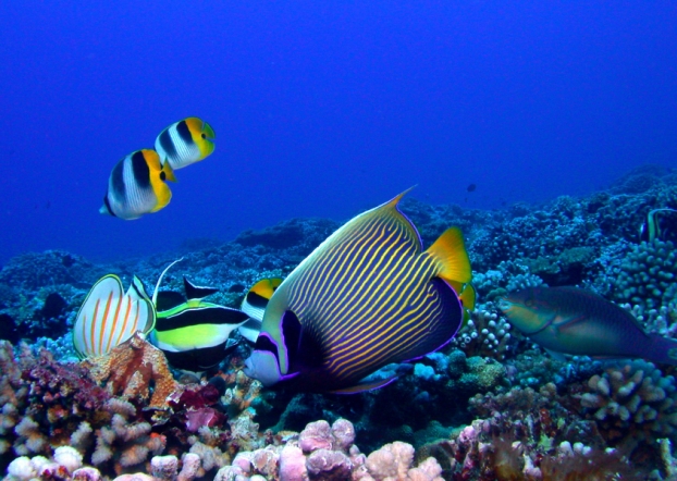 Loi Biodiversité : le Sénat hostile à la protection intégrale des récifs coralliens