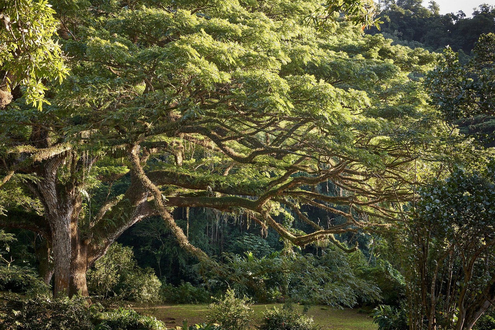 Biodiversité: Le Zamana de Martinique remportera-t-il le Prix de l’Arbre Européen de l’Année?