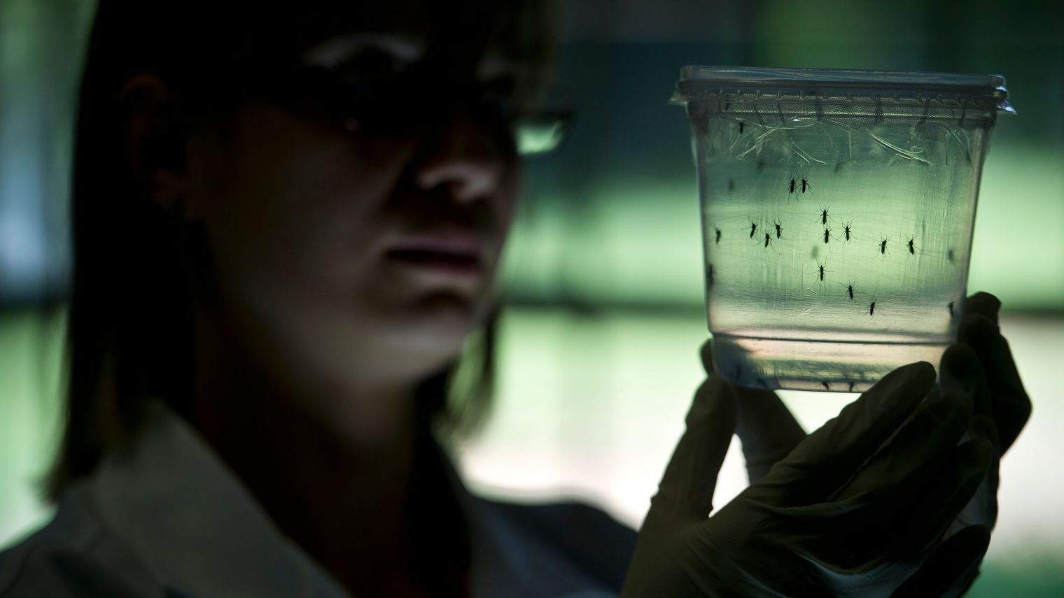 Zika : Les chercheurs de l’Inserm et du CNRS ont identifié la cellule responsable de l’entrée du virus dans les cellules du cerveau