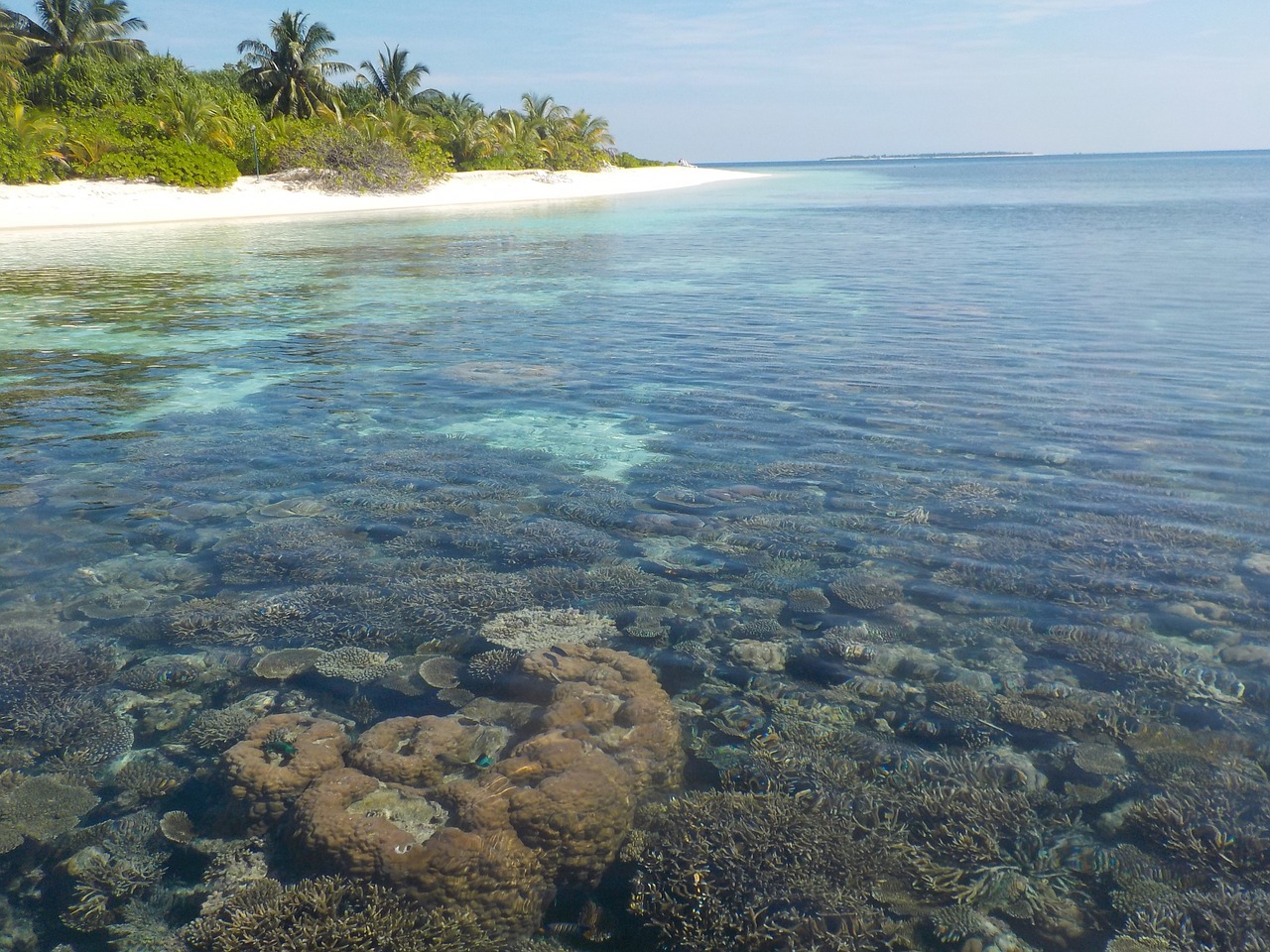 Biodiversité : Combien rapportent les coraux en Outre-mer ?