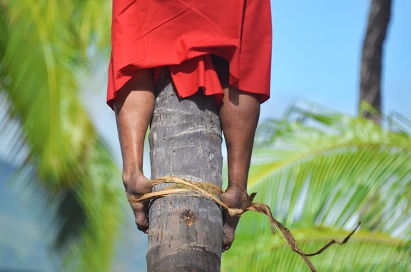 Sports traditionnels: Un championnat du monde de grimper de cocotier