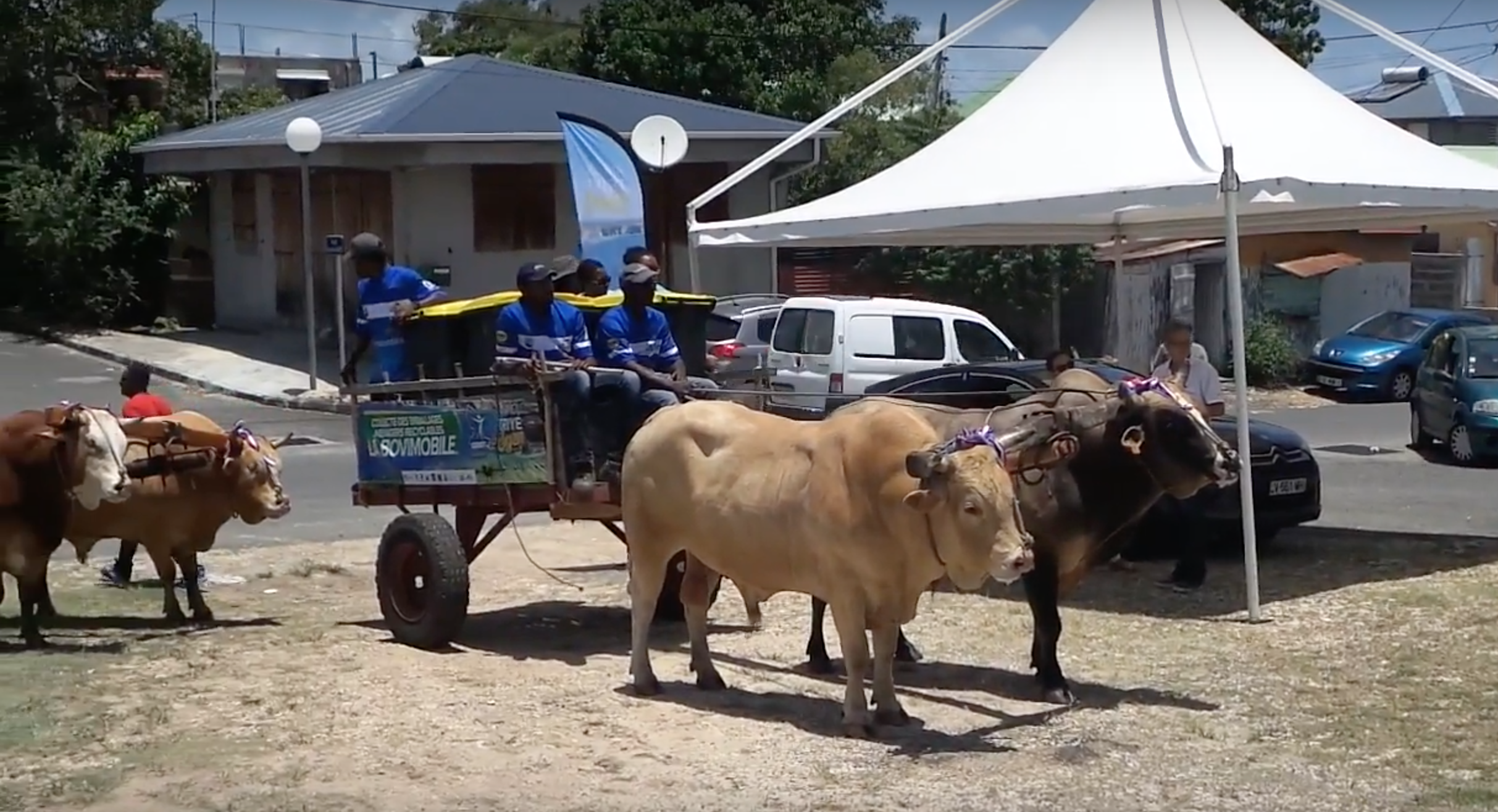 Guadeloupe : La Bovimobile, les charrettes à boeufs au service du recyclage