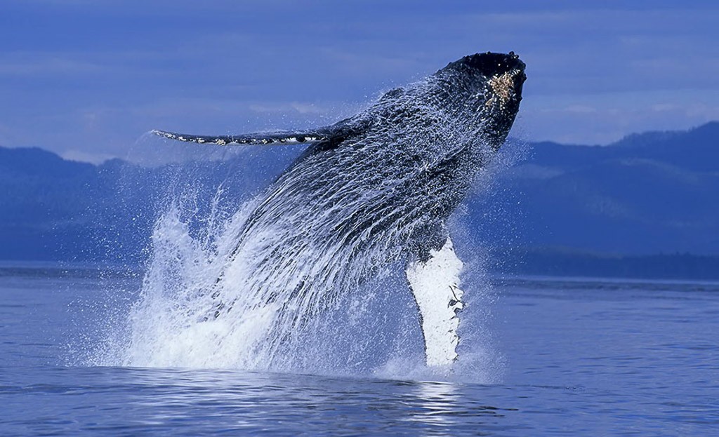 Mystère autour des Baleines à bosses qui sauvent les autres animaux des Orques