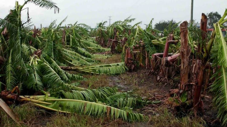 Tempête Matthew: Les producteurs de bananes réclament l’état de catastrophe naturelle