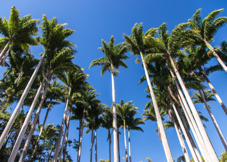 Biodiversité: La Nouvelle-Calédonie veut protéger ses palmiers