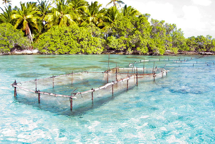 Polynésie française: La Fondation Pew présente les lauréats de son appel à projets
