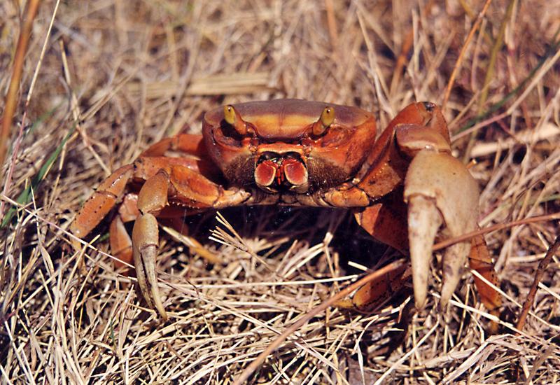 [Vidéo] A Pâques, le crabe est le roi des tables antillaises