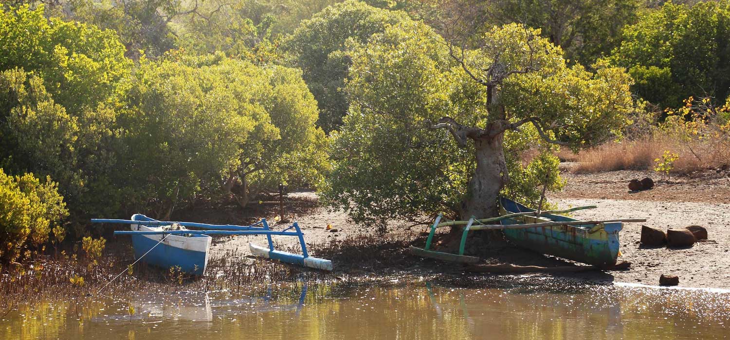Biodiversité en Outre-mer : Les mangroves mahoraises en danger