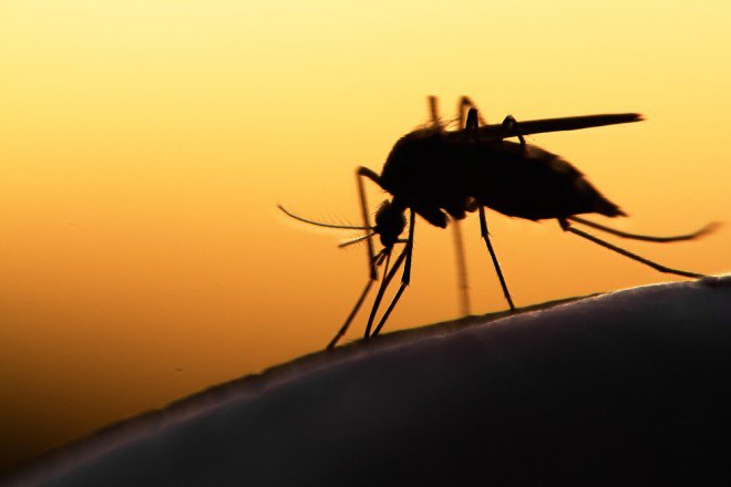 Dengue en Nouvelle-Calédonie: Un nourrisson décède au Mont-Dore